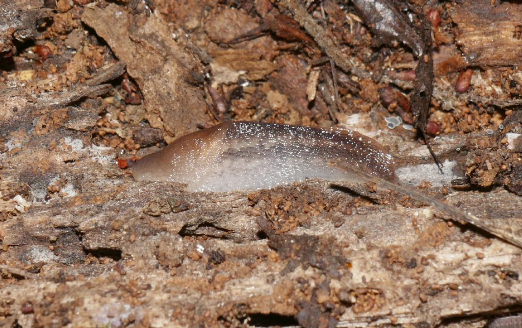 Limax juv. da Macchia del Barco (RM)